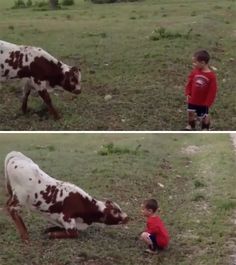 two pictures of a little boy playing with a cow in the grass, and then looking at it