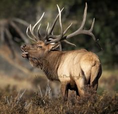 an elk with large antlers standing in the grass