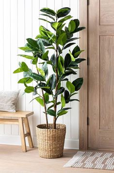 a potted plant sitting on top of a wooden floor next to a bench and door