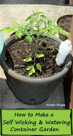 a potted plant with the words how to make a self wicking and watering container garden