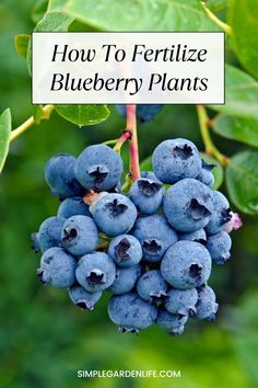 blueberries growing on a bush with the title how to fertiize blueberry plants