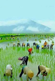 several people are standing in the water with their backs turned to look at some plants