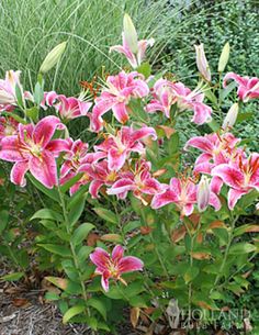 pink flowers are blooming in the garden next to some grass and plants with green leaves