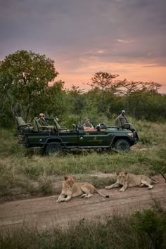 two lions laying on the ground in front of a truck with people riding in it