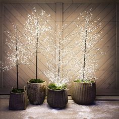 three potted trees with white lights in front of a wooden wall and two wicker planters