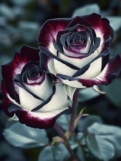 two black and white roses with green leaves