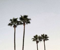 three palm trees and an airplane in the sky