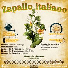 an old poster with some plants growing out of it's leaves and the words zapallo italiano written in spanish