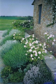 some white and purple flowers next to a brick building with blue grass in the foreground