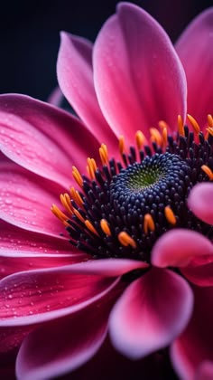 the center of a pink flower with water droplets on it