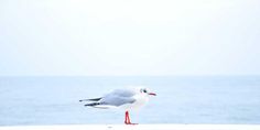 a seagull is standing on the edge of a ledge near the ocean and looking at the water