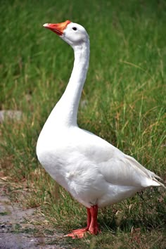 a white duck standing in the grass next to some tall green grass and dirt area