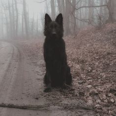 a black dog sitting on the side of a dirt road in the middle of a forest