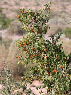 an orange tree with lots of fruit growing on it's branches in the desert