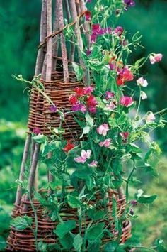 some flowers are growing in a basket on the side of a tree branch and hanging from it's branches