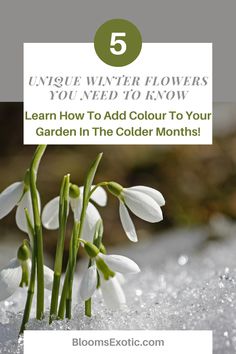 snowdrops growing out of the ground with text overlay reading 5 unique winter flowers you need to know learn how to add color to your garden in the cold months