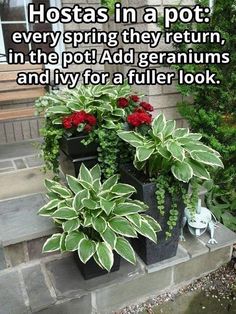 two potted plants sitting on top of a stone step next to a house with the caption, hostas in a pot every spring they return, in the pot add geraniums and ivy for a