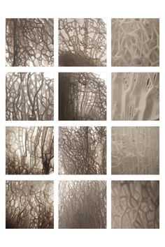 six different images of trees in various shades of grey and white, each with their own shadow