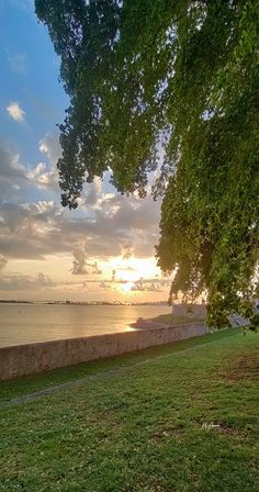 a bench sitting next to the ocean under a tree at sunset or sunrise with clouds in the sky