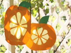 two oranges cut in half hanging from a tree with leaves and branches behind them