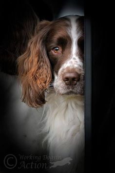 a brown and white dog looking out from behind a door with his head sticking out