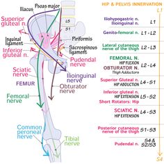 diagram of the hip and pelvicis innervations, labeled with labels