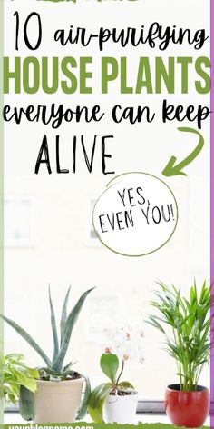 house plants with text overlay that says 10 amazing house plants everyone can keep alive