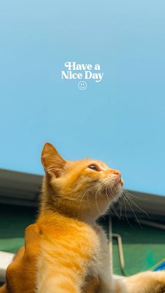 an orange and white cat sitting on top of a blue car with the words have a nice day above it