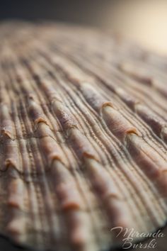 an image of a seashell that is close up