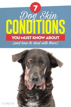 a dog with the title 7 dog skin conditions you must know about and how to deal with them