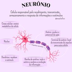 diagram of neurono and its functions