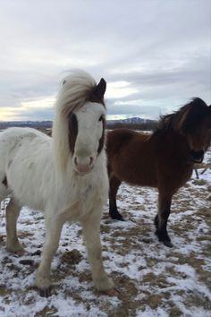 two ponies standing in the snow with one looking at the camera while the other looks on