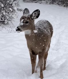 a small deer is standing in the snow