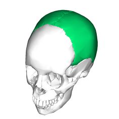 an image of a skull with green hair