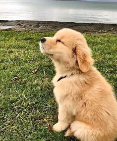 a puppy sitting in the grass looking up