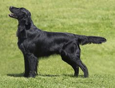 a large black dog standing on top of a lush green grass covered field with its mouth open