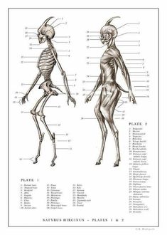 an image of the human skeleton and its skeletal structure, with labels on each side