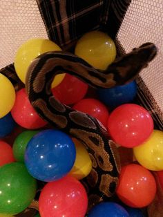 a ball pit with a snake in it surrounded by balloons