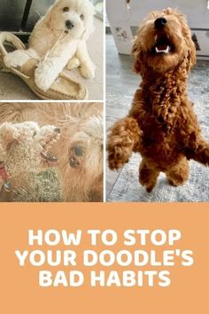 a collage of pictures with dogs and their owners saying, how to stop your doodle's bad habitts