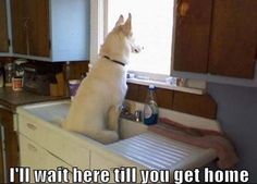 a white dog sitting on top of a sink in a kitchen next to a window