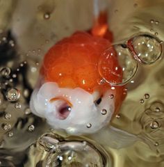 an orange and white fish in water with bubbles