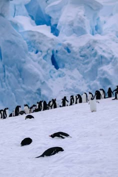 many penguins are standing in the snow together