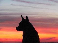 a dog sitting in front of a sunset with the sun going down and clouds behind it