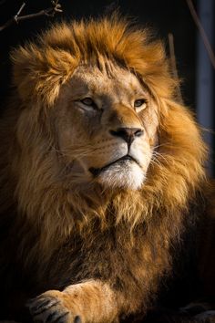 a close up of a lion laying down with its head turned to the side and eyes open