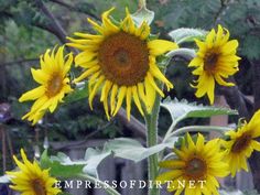 sunflowers are blooming in the garden with words on them that read, empressofrint net