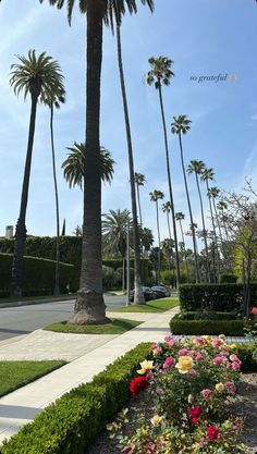 the palm trees are lined up along the sidewalk in front of some bushes and flowers