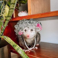 a ferret wearing a wig and glasses on top of a wooden shelf next to a potted plant