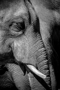 black and white photograph of an elephant's face