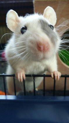 a white and gray rat in a cage looking at the camera with one eye open