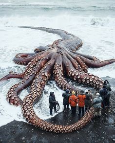 people standing around an octopus on the beach